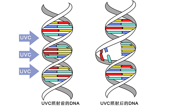 紫外线DNA